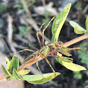 Green lynx spider