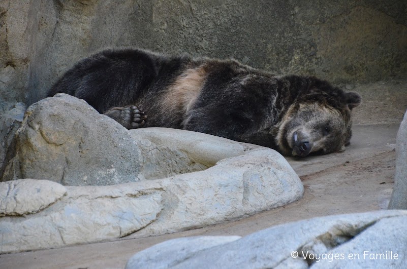 San Diego Zoo - grizzly bear