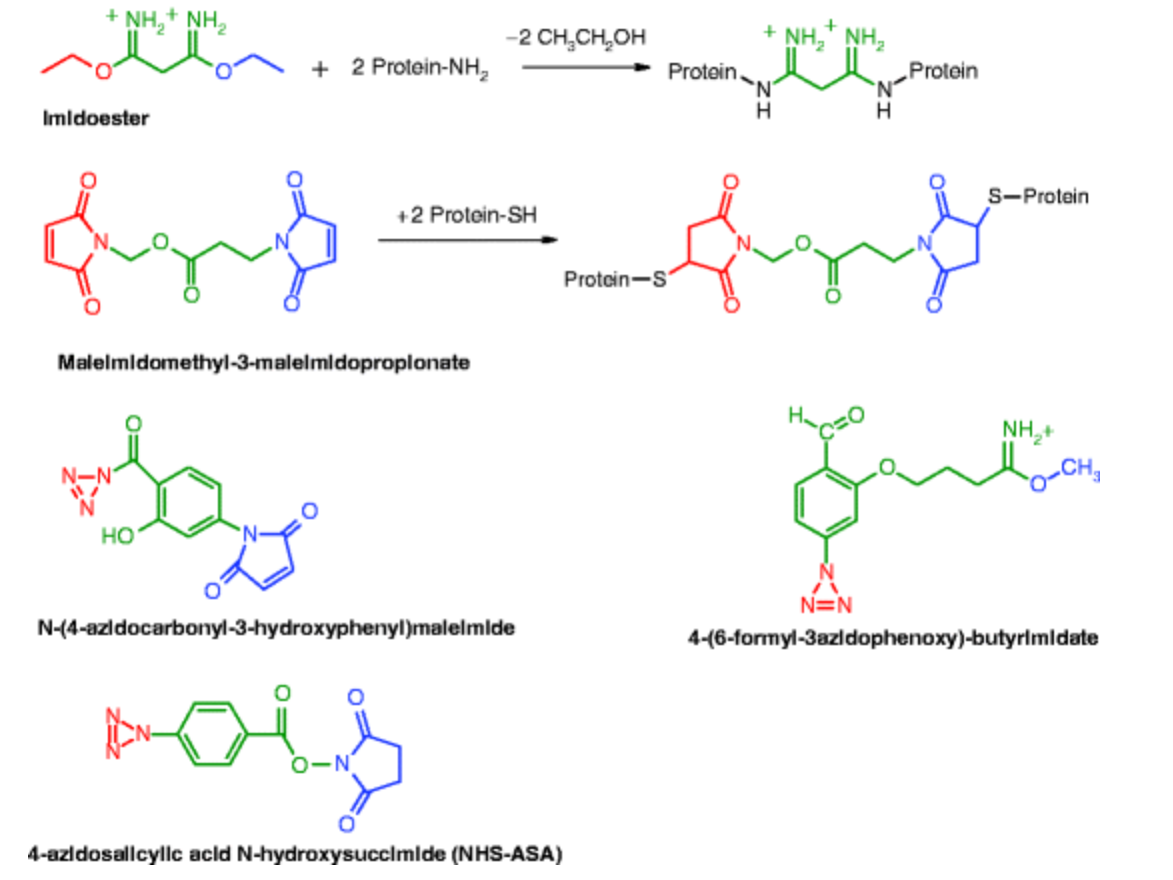 protein conjugation chemistry using cystine