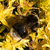 Buff-tailed Bumble Bee