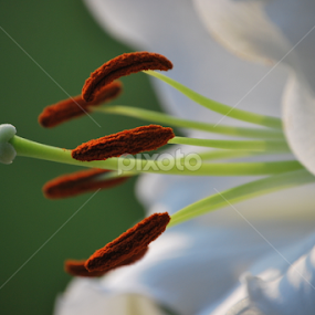 by Jane Sherwin - Flowers Flowers 2011-2013