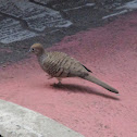 Zebra dove