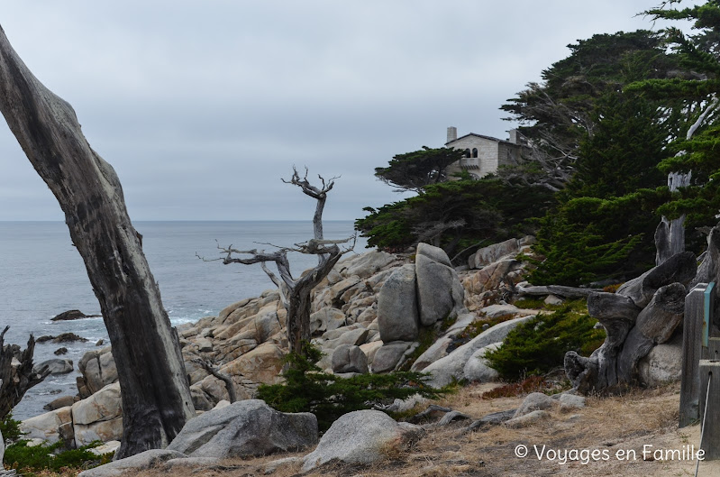 Ghost Tree - 17-mile drive