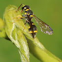 Tropical Paper Wasp