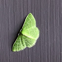 Wavy-lined Emerald