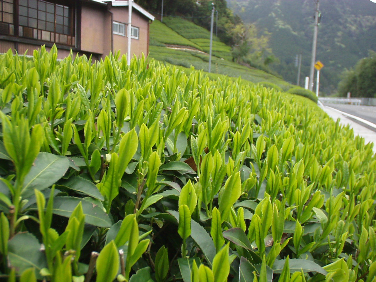 川根本町 藤川地区 茶畑