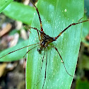 harvestman