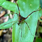 harvestman