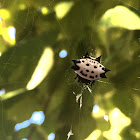 Spinybacked Orbweaver