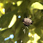 Spinybacked Orbweaver