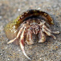 Hermit Crab