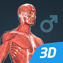 Human body (male) educational VR 3D for firestick