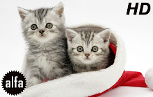 Christmas Cats & Dogs Wallpaper Cat Dog Theme small promo image