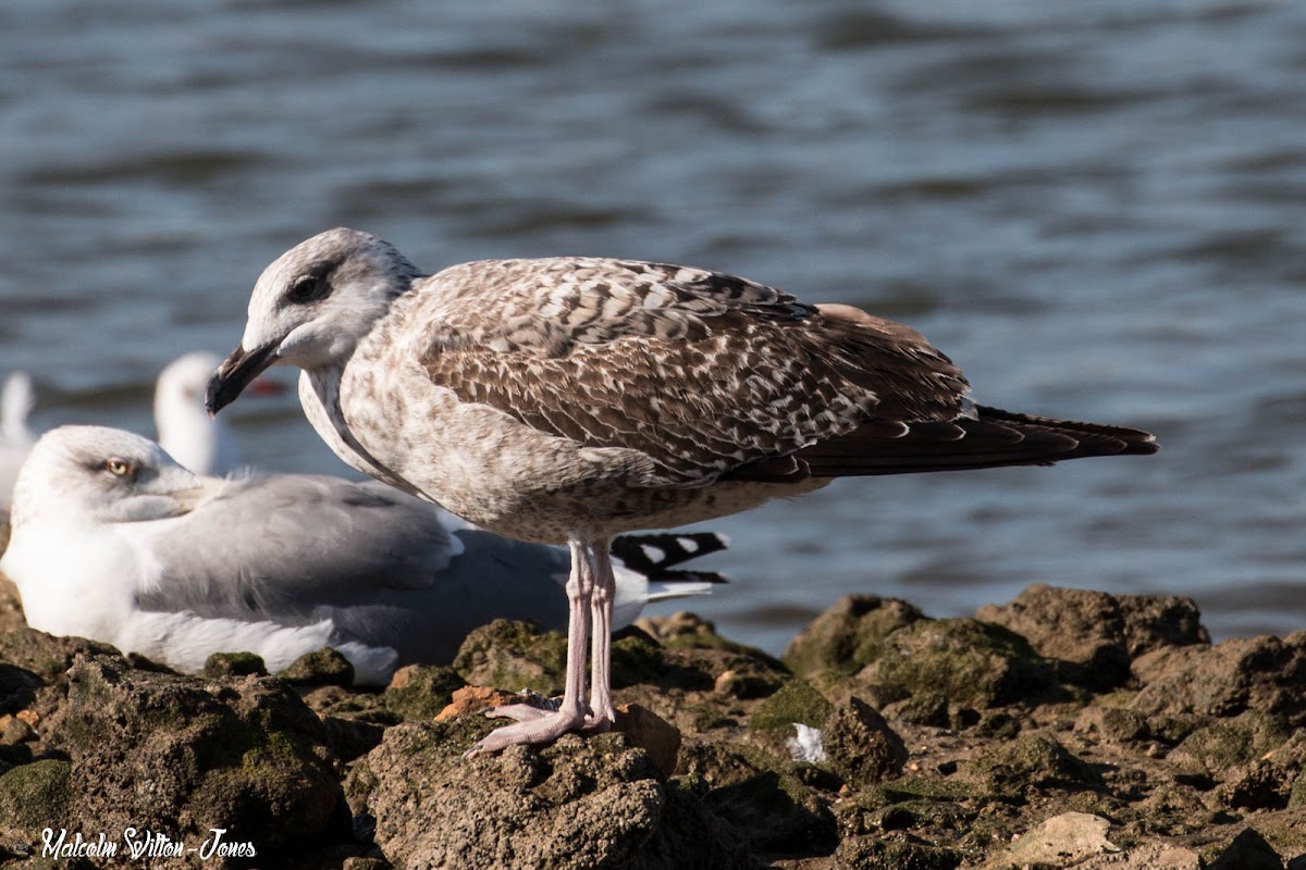 Yellow-legged Gull