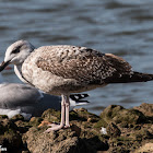 Yellow-legged Gull