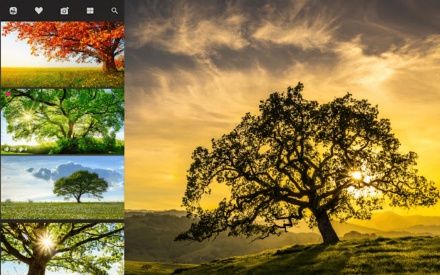 Oak Tree HD Wallpapers New Tab