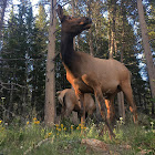 Elk