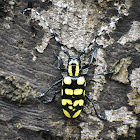 Longhorn Beetle