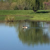 Canada Goose