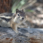 Golden-mantled ground squirrel