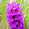 northern marsh orchid