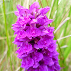 northern marsh orchid