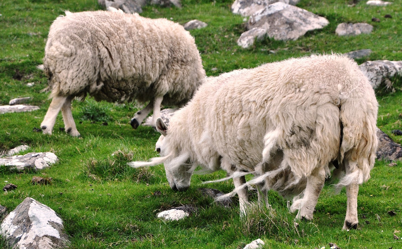 vento e nuvole di lana di Dario Marzanni