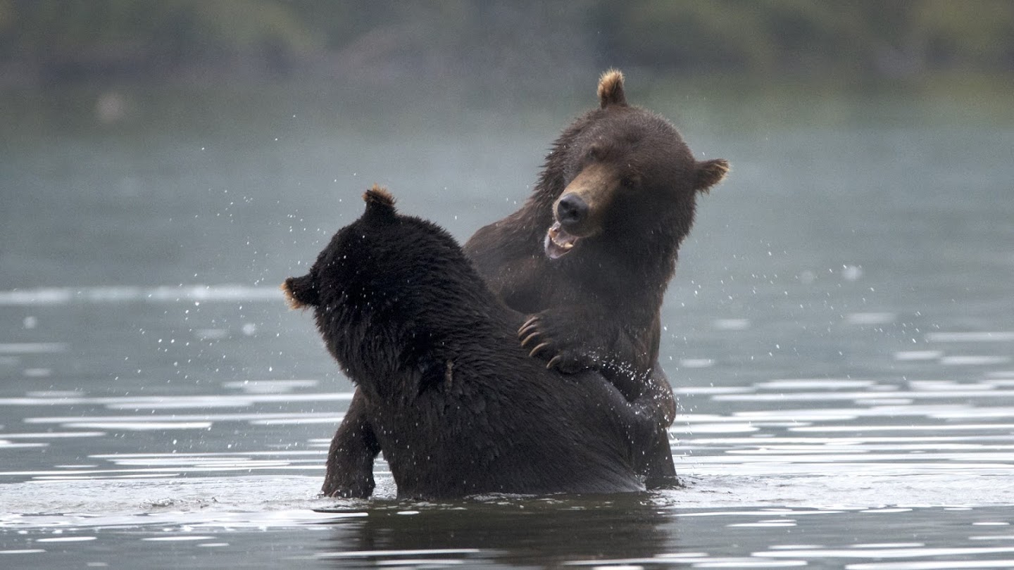 Wild Russia