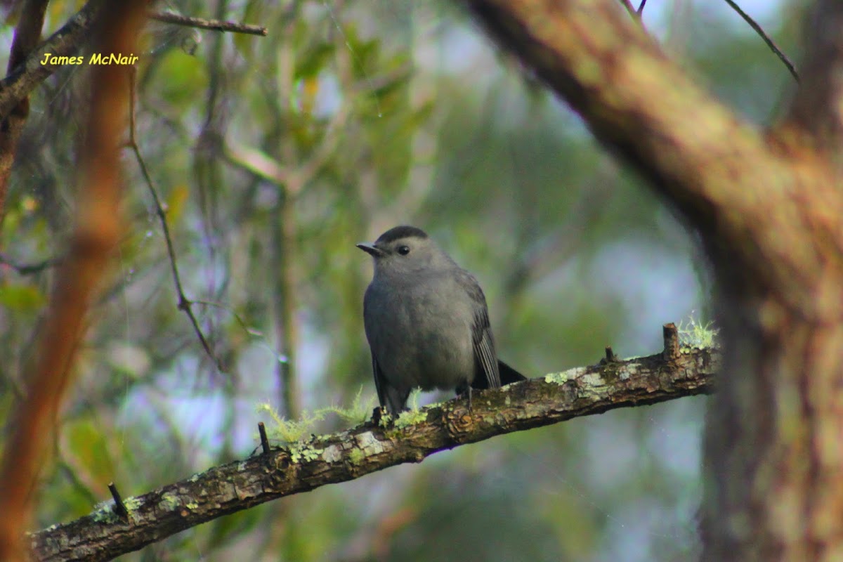 Gray Catbird