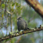 Gray Catbird