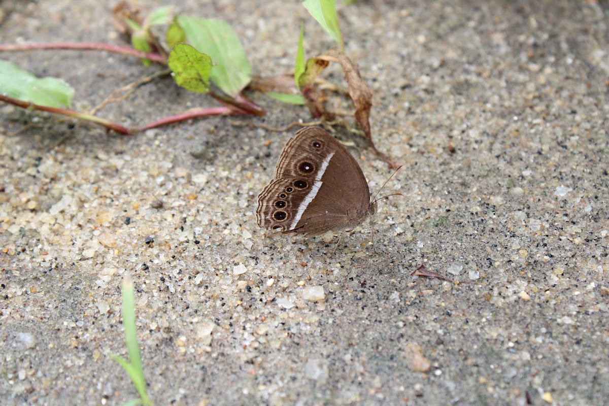 Dark-branded Bushbrown