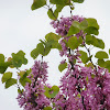 Red bud tree