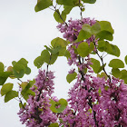 Red bud tree