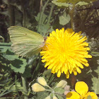 Common Brimstone.