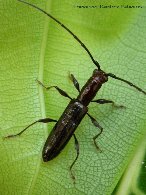 Neocompsa Longhorn Beetle