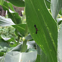 Picture-winged Fly