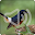 White Rumped Shama Bird Songs Ringtone Download on Windows