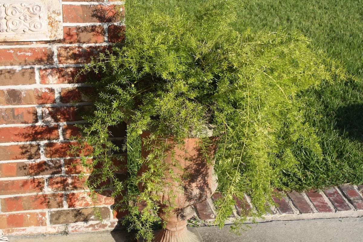 Asparagus Fern