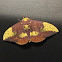 Imperial moth