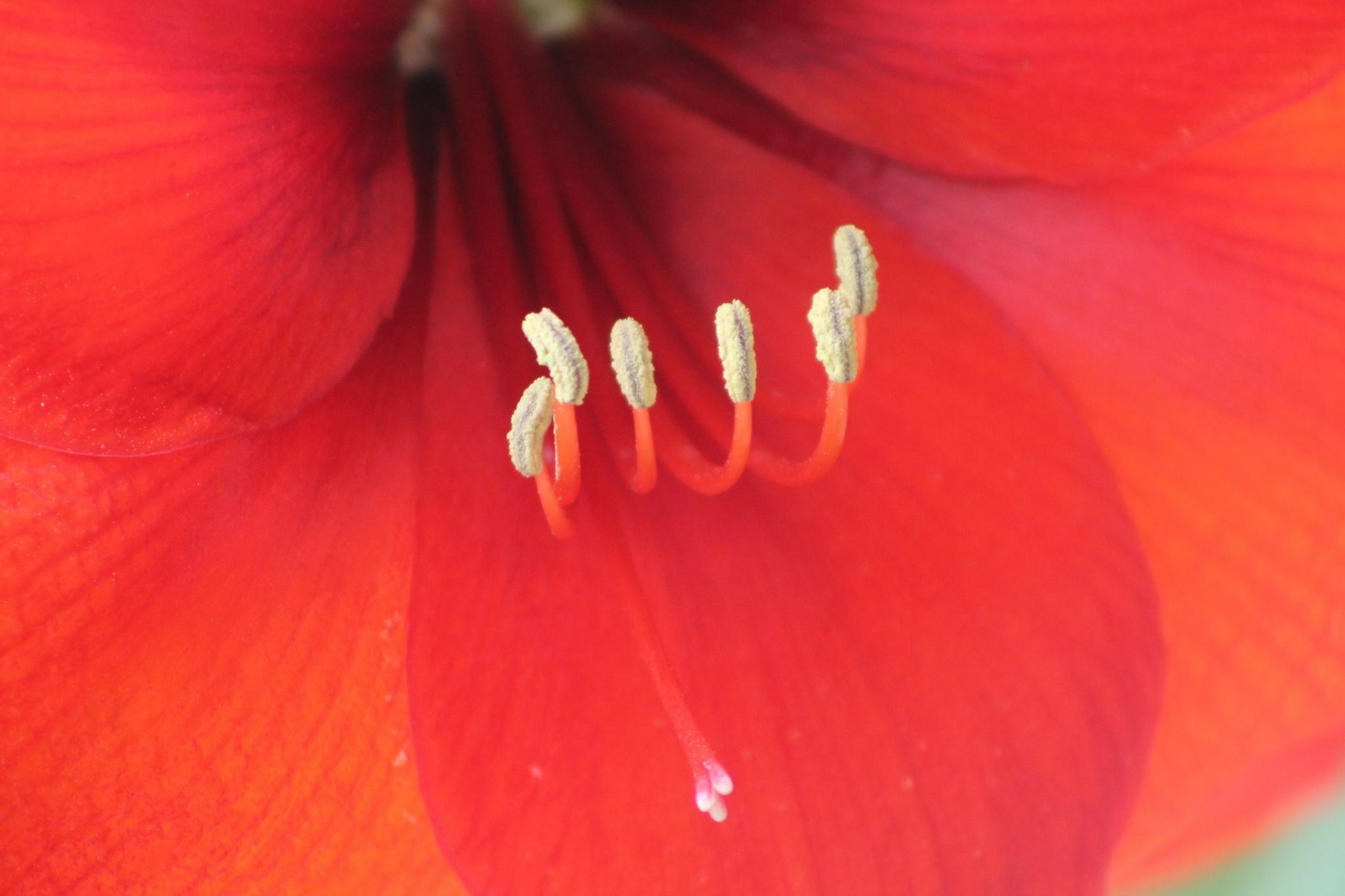 Rosso odoroso di paola_fusani