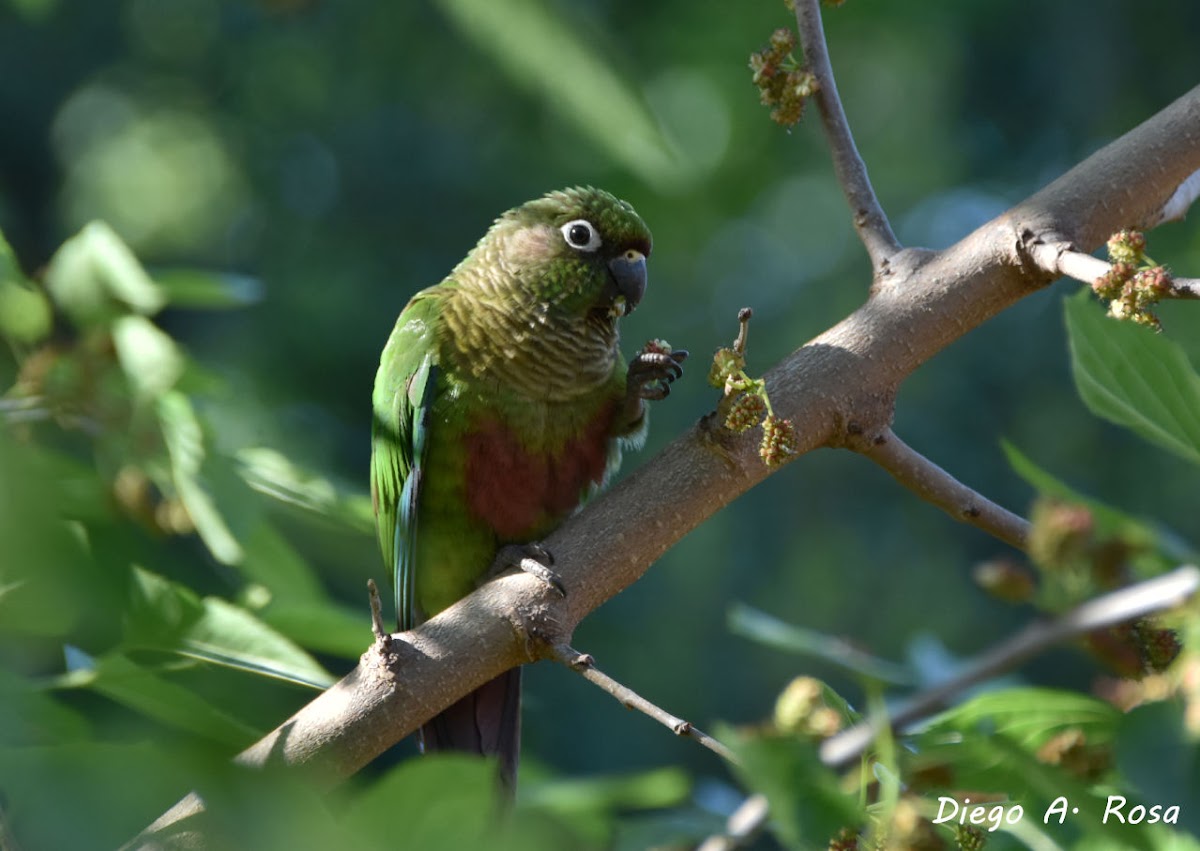 Maroon-bellied Parakeet