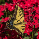 Two Tailed Swallowtail