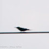 Blue-tailed Bee-eater