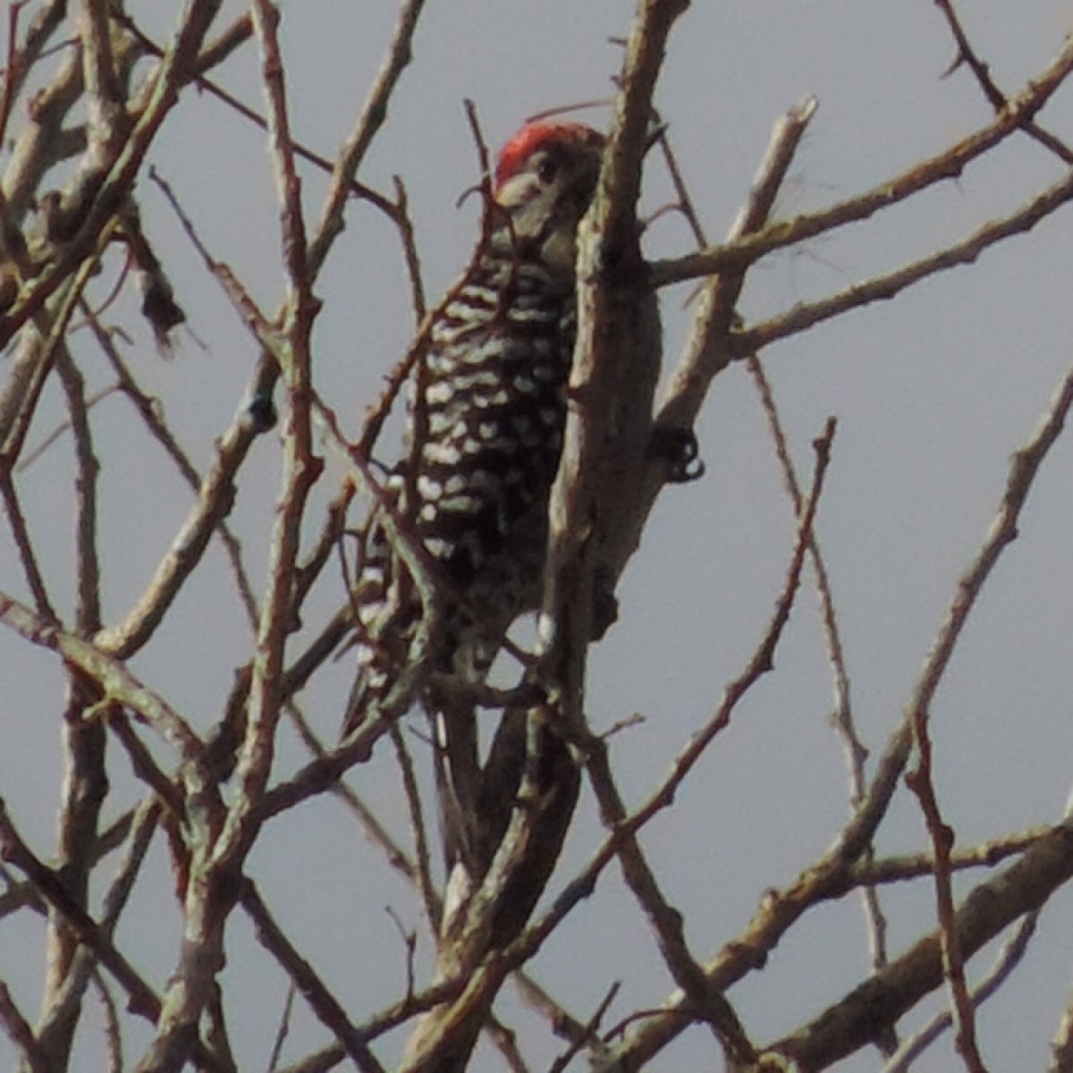 Ladder-backed Woodpecker