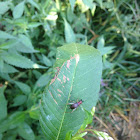 Red Headed Bush Cricket