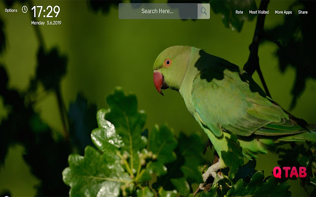 Parrot Wallpapers HD Theme