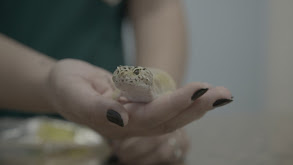 Leaping Lizards thumbnail