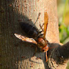 Asian Giant Hornet