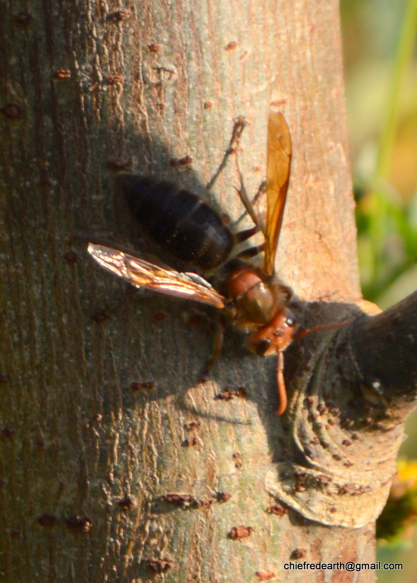 Asian Giant Hornet