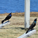 Common Grackle